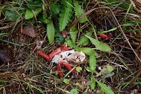 inktviszwam (Clathrus algeri) 11-2019 0363